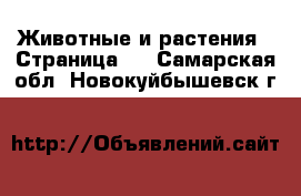  Животные и растения - Страница 4 . Самарская обл.,Новокуйбышевск г.